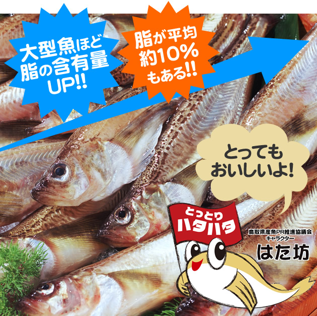 鳥取県産魚PR推進協議会キャラクター「はた防」